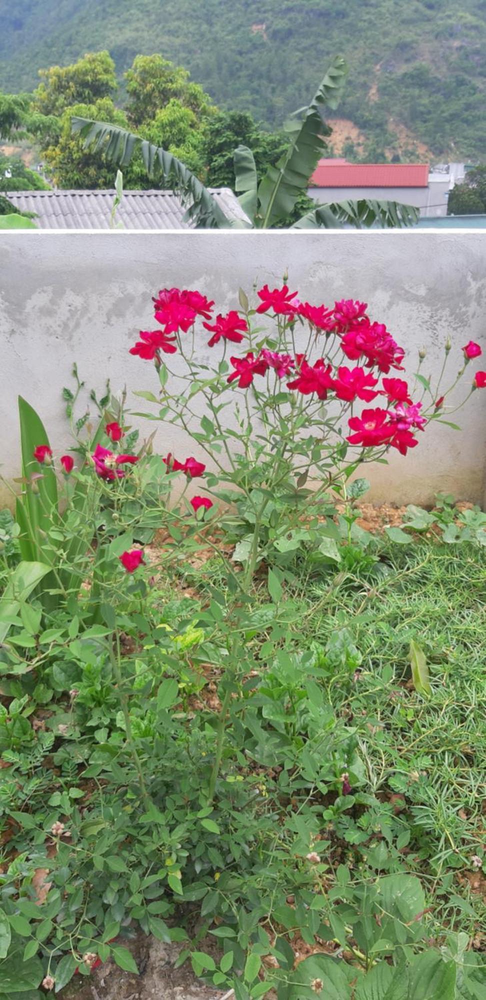 Milk Milk Homestay Yen Minh Zimmer foto